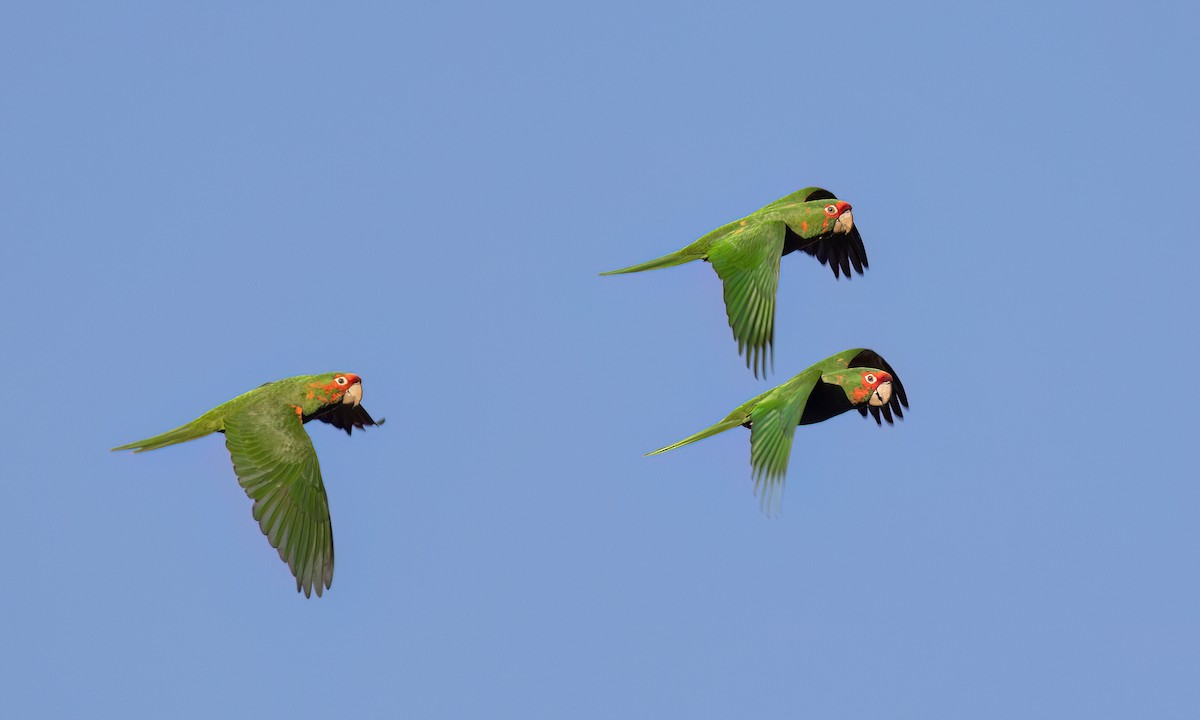 Mitred Parakeet - ML651442787