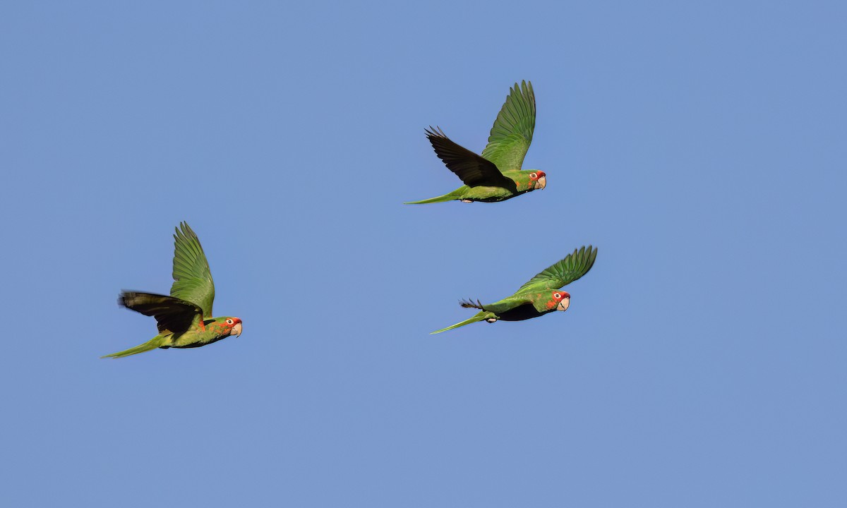 Mitred Parakeet - ML651442789