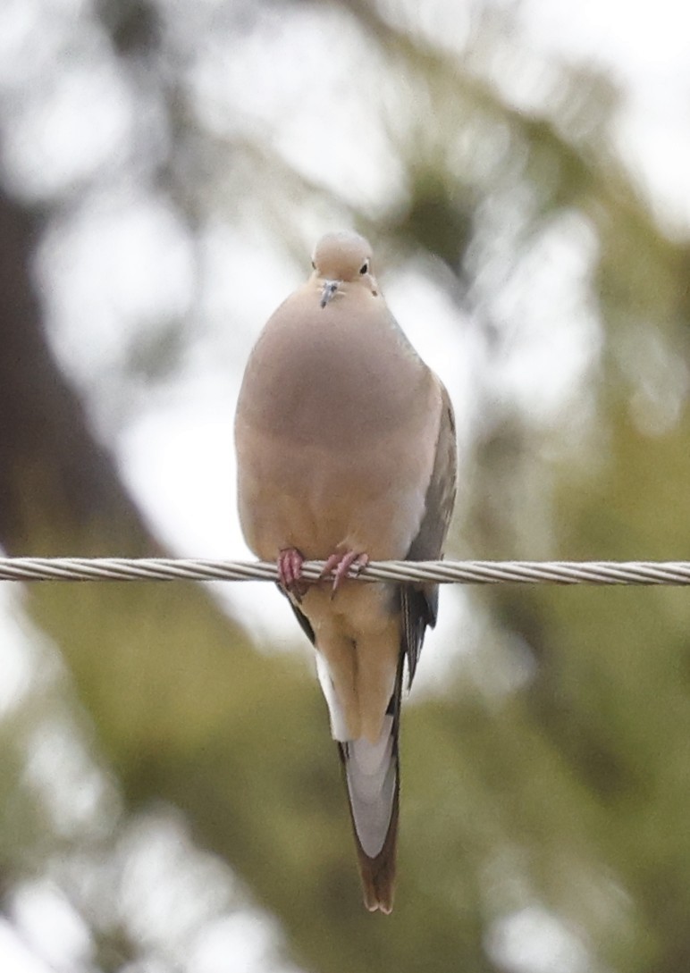 Mourning Dove - ML651442960
