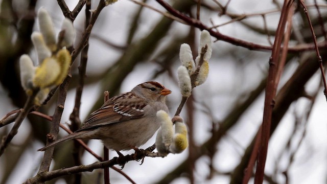 White-crowned Sparrow - ML651442970