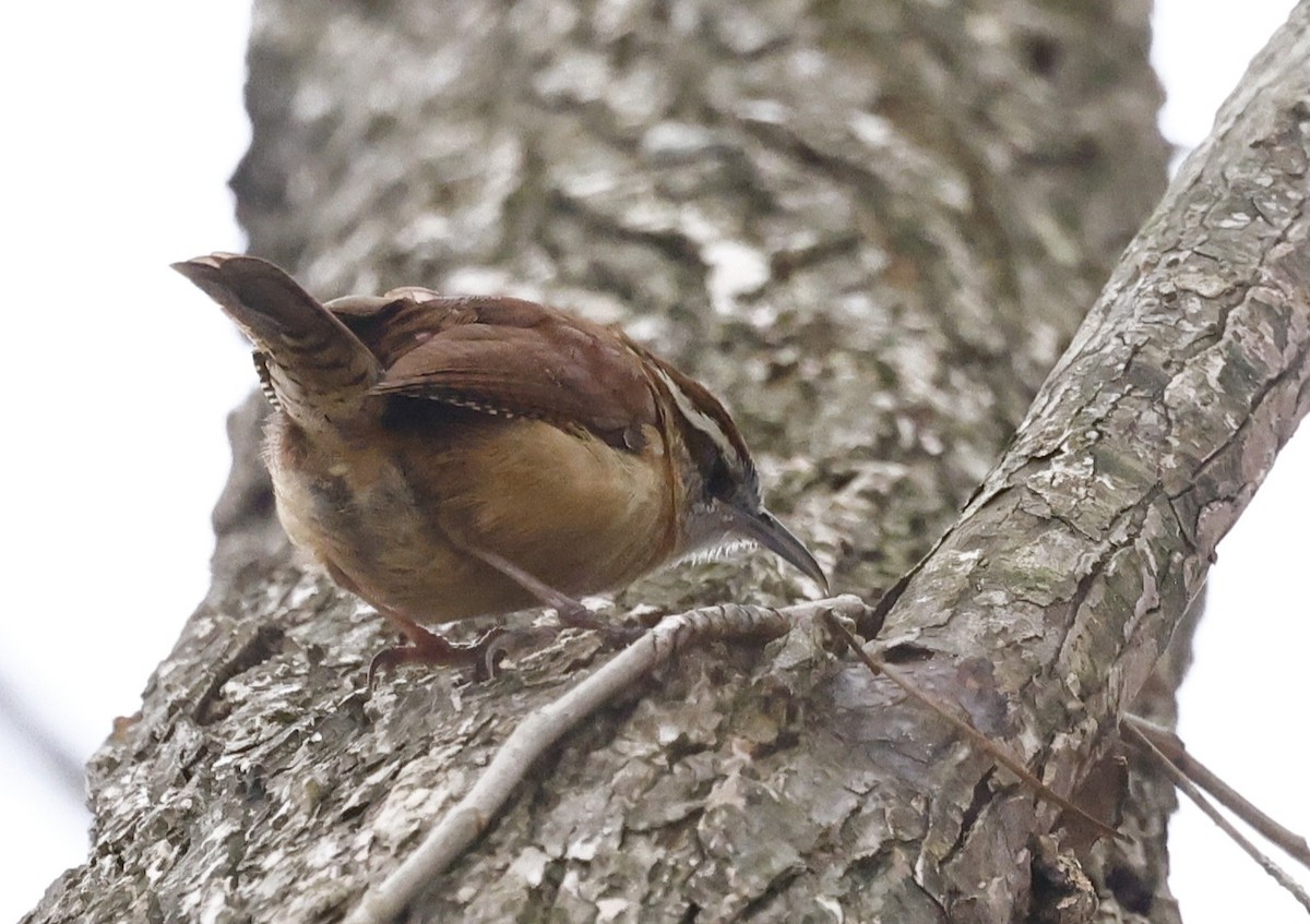 Carolina Wren - ML651442978