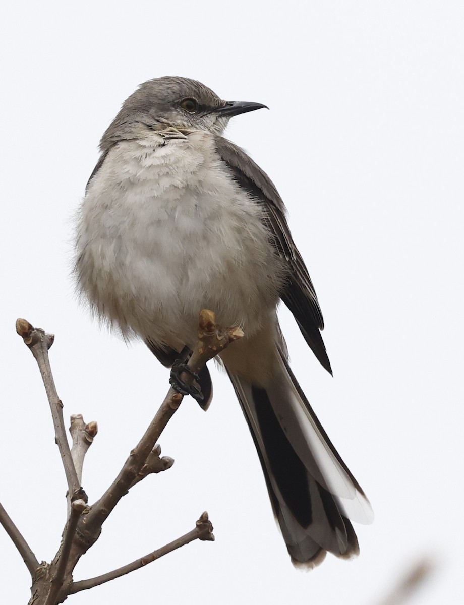 Northern Mockingbird - ML651443002