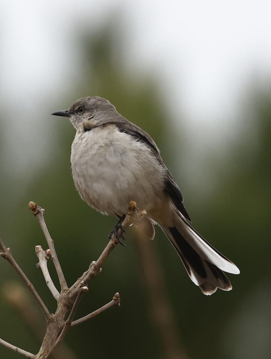 Northern Mockingbird - ML651443003