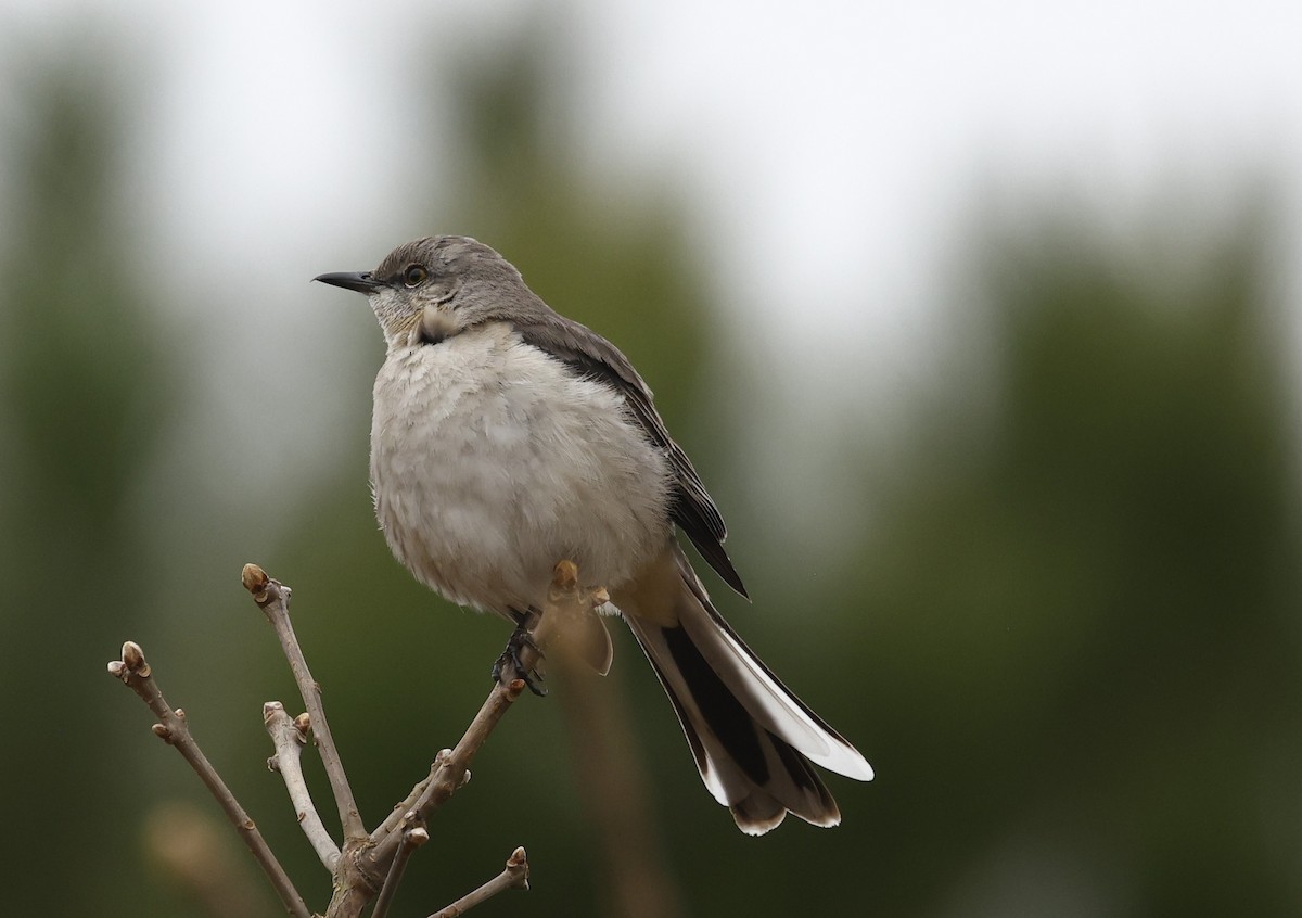 Northern Mockingbird - ML651443004