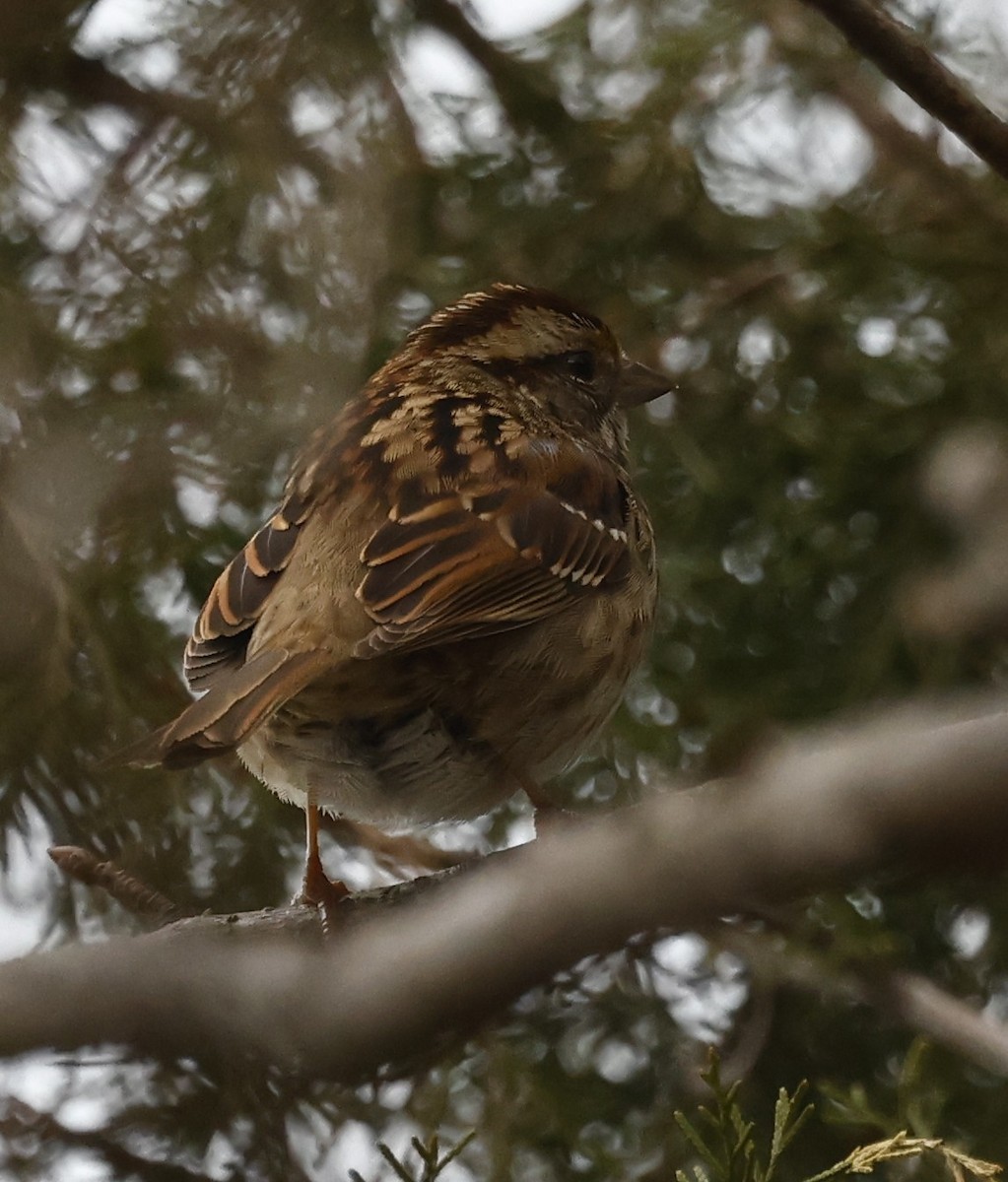 White-throated Sparrow - ML651443056