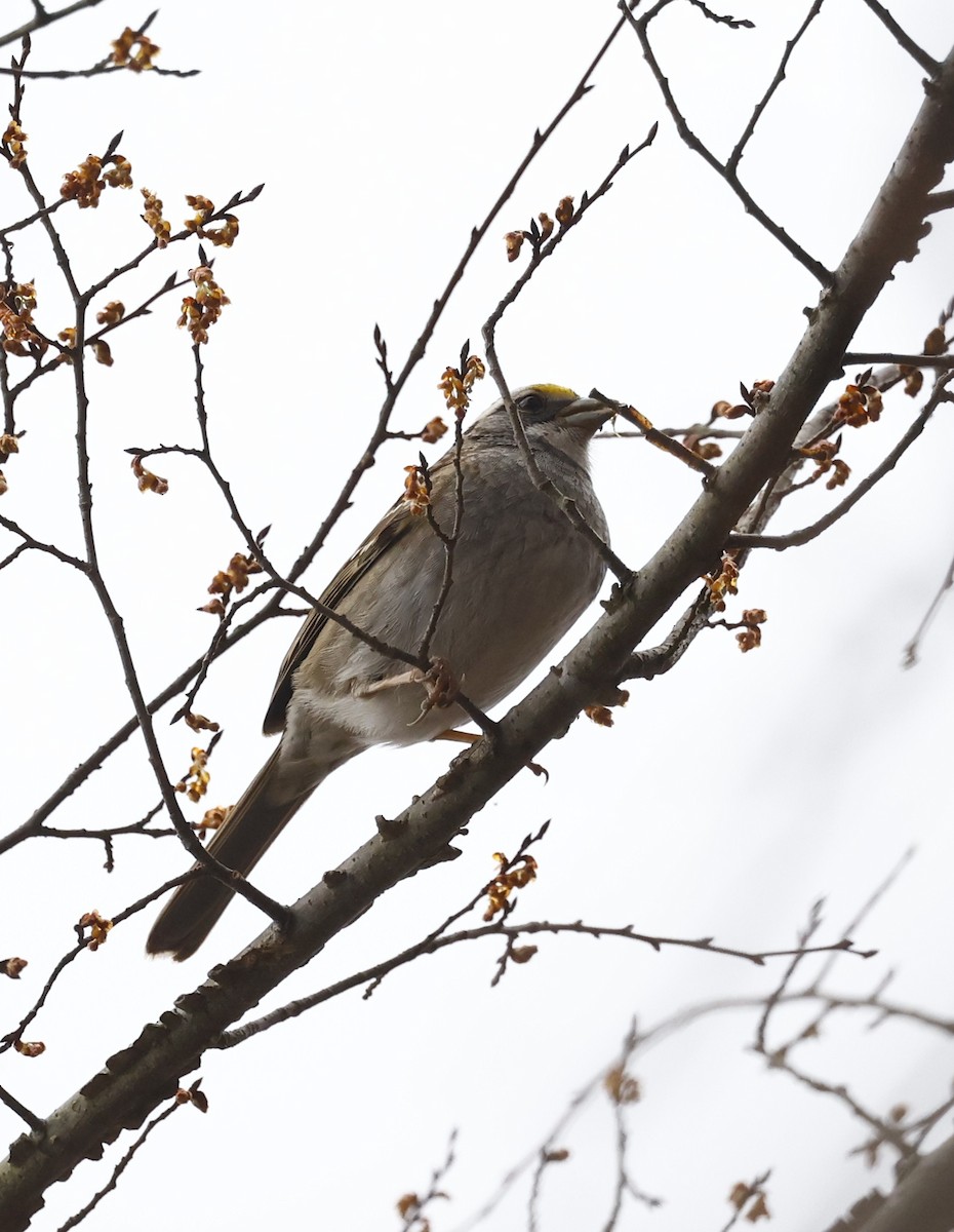 White-throated Sparrow - ML651443057