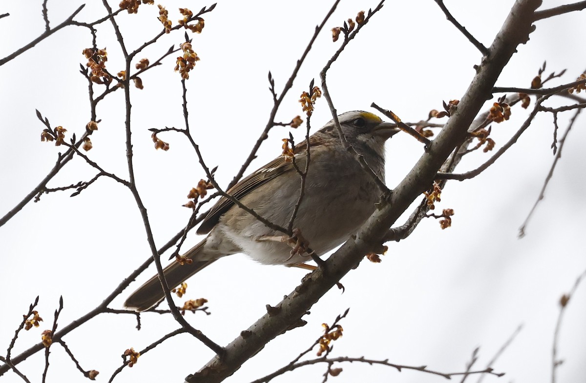 White-throated Sparrow - ML651443058