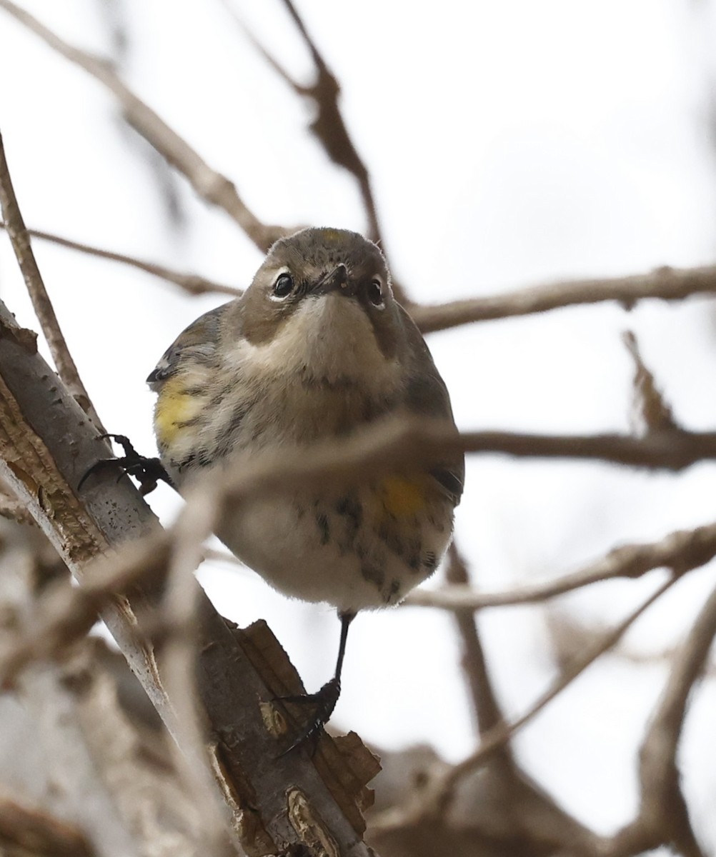Yellow-rumped Warbler - ML651443081