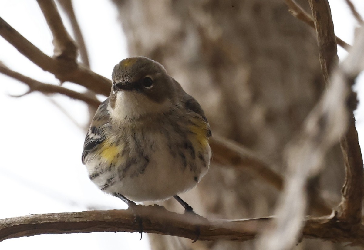 Yellow-rumped Warbler - ML651443082