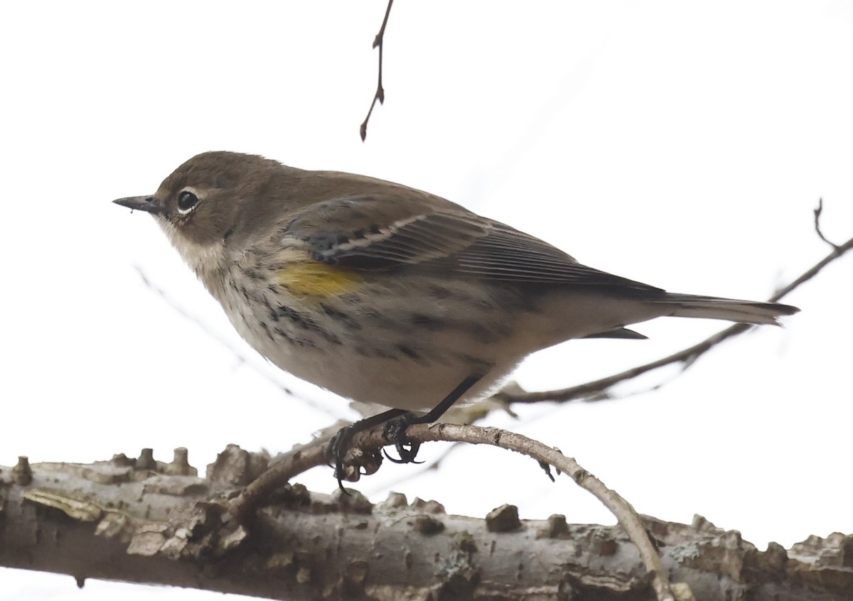 Yellow-rumped Warbler - ML651443083