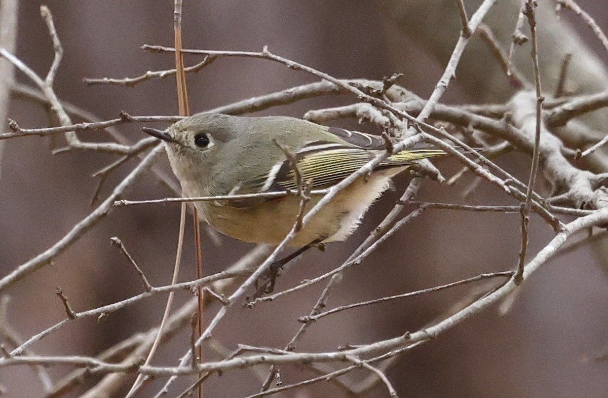 Ruby-crowned Kinglet - ML651443131