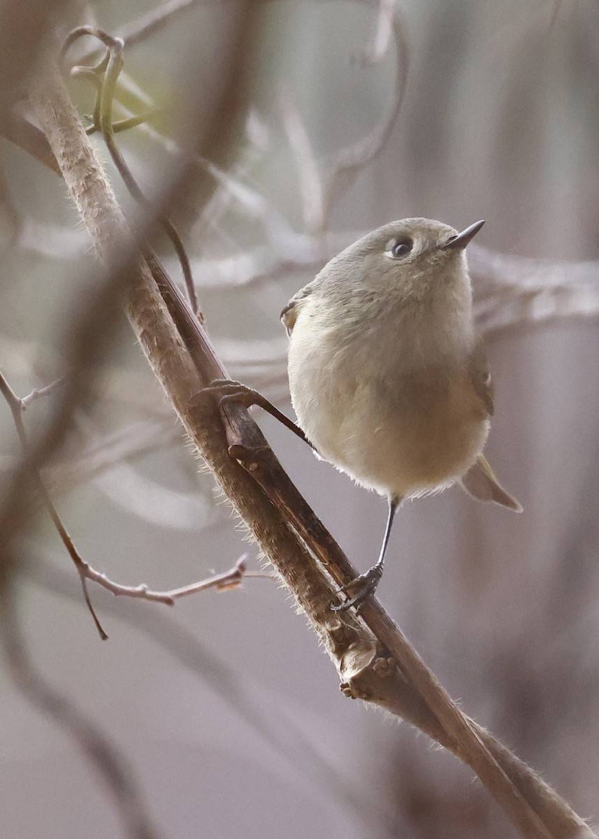 Ruby-crowned Kinglet - ML651443132