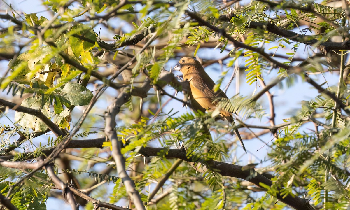 Ultramarine Grosbeak - ML651443251