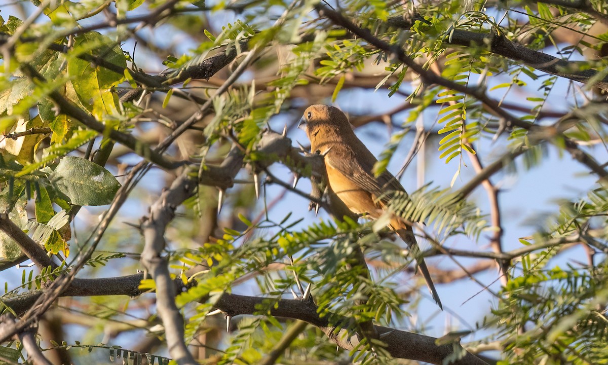 Ultramarine Grosbeak - ML651443252