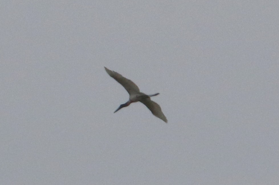 Jabiru - ML65144361