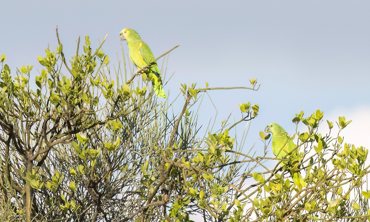 Turquoise-fronted Amazon - ML651443696