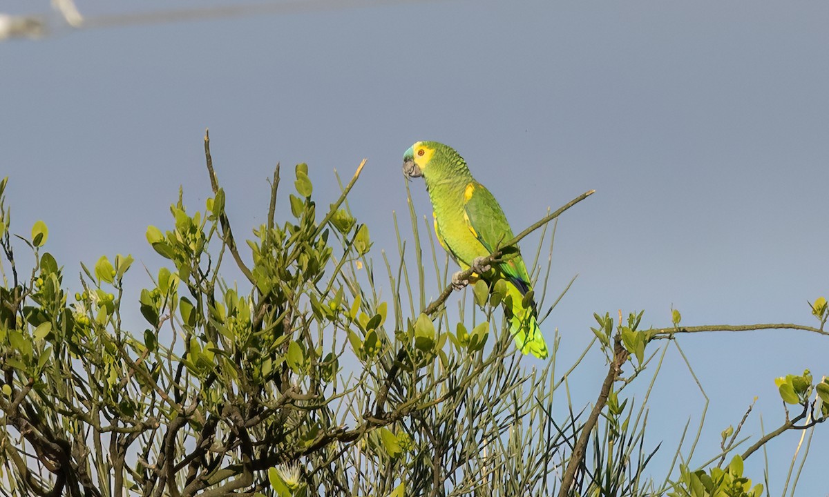 Turquoise-fronted Amazon - ML651443697