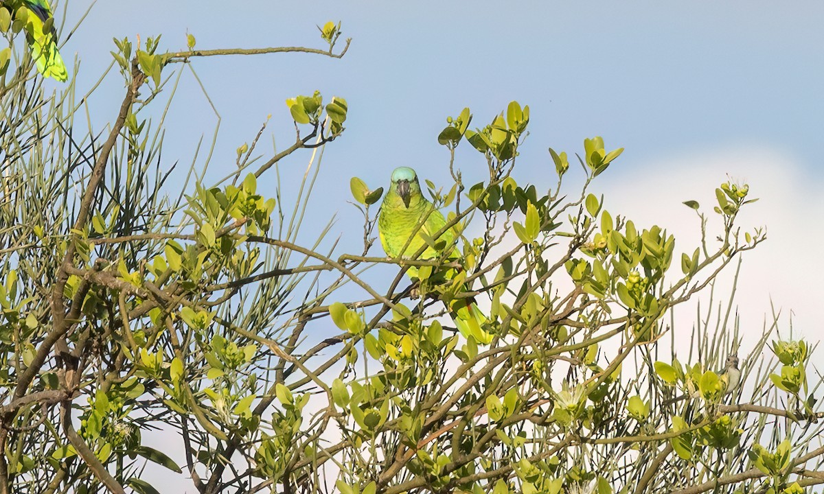 Turquoise-fronted Amazon - ML651443698