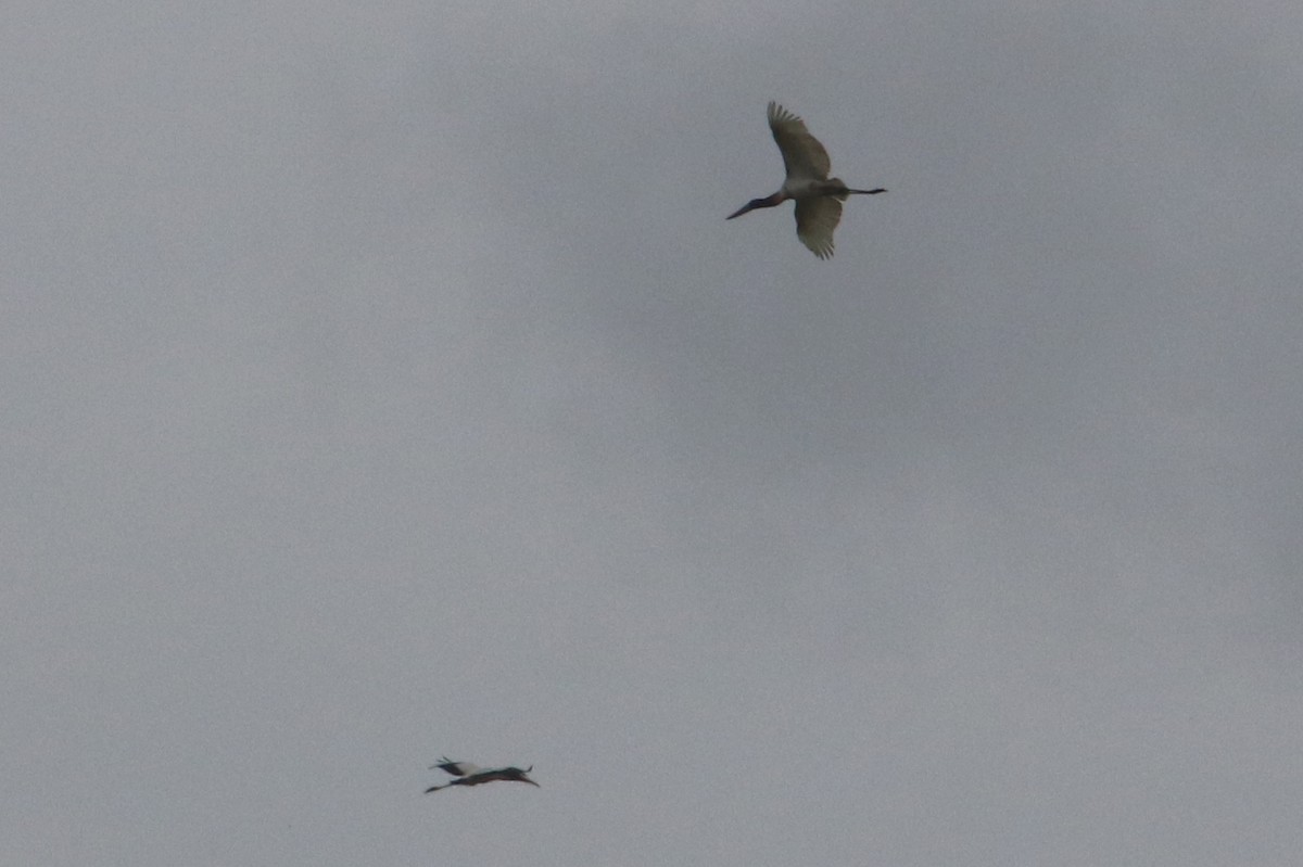 Jabiru - ML65144381