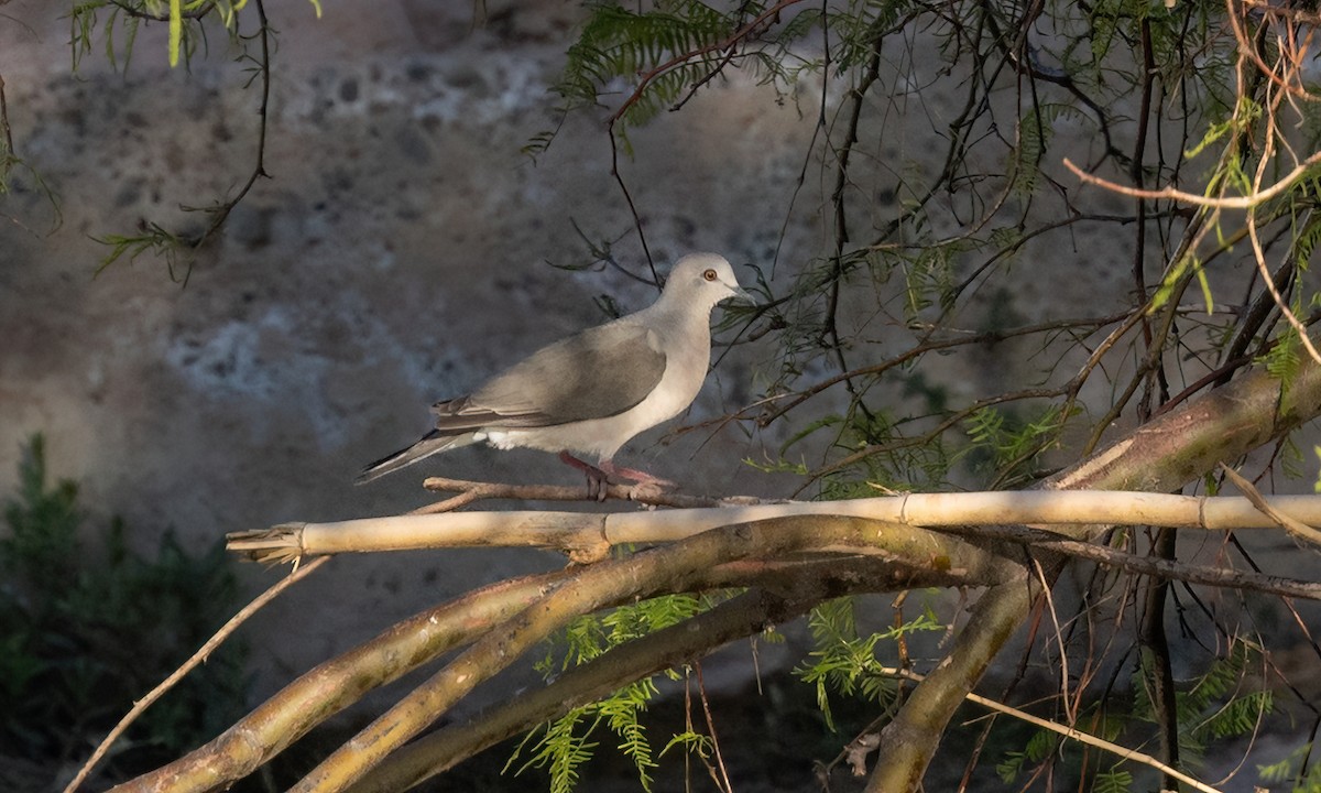 White-tipped Dove - ML651443989