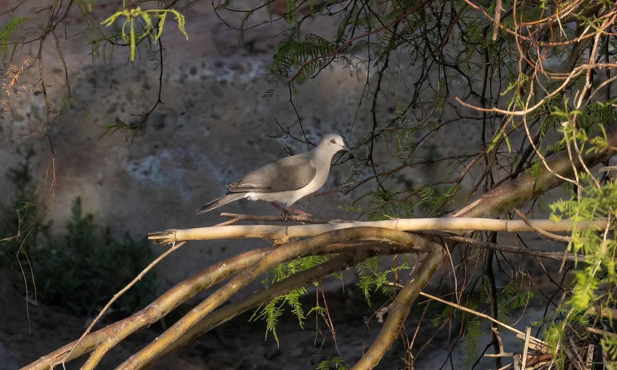 White-tipped Dove - ML651443990