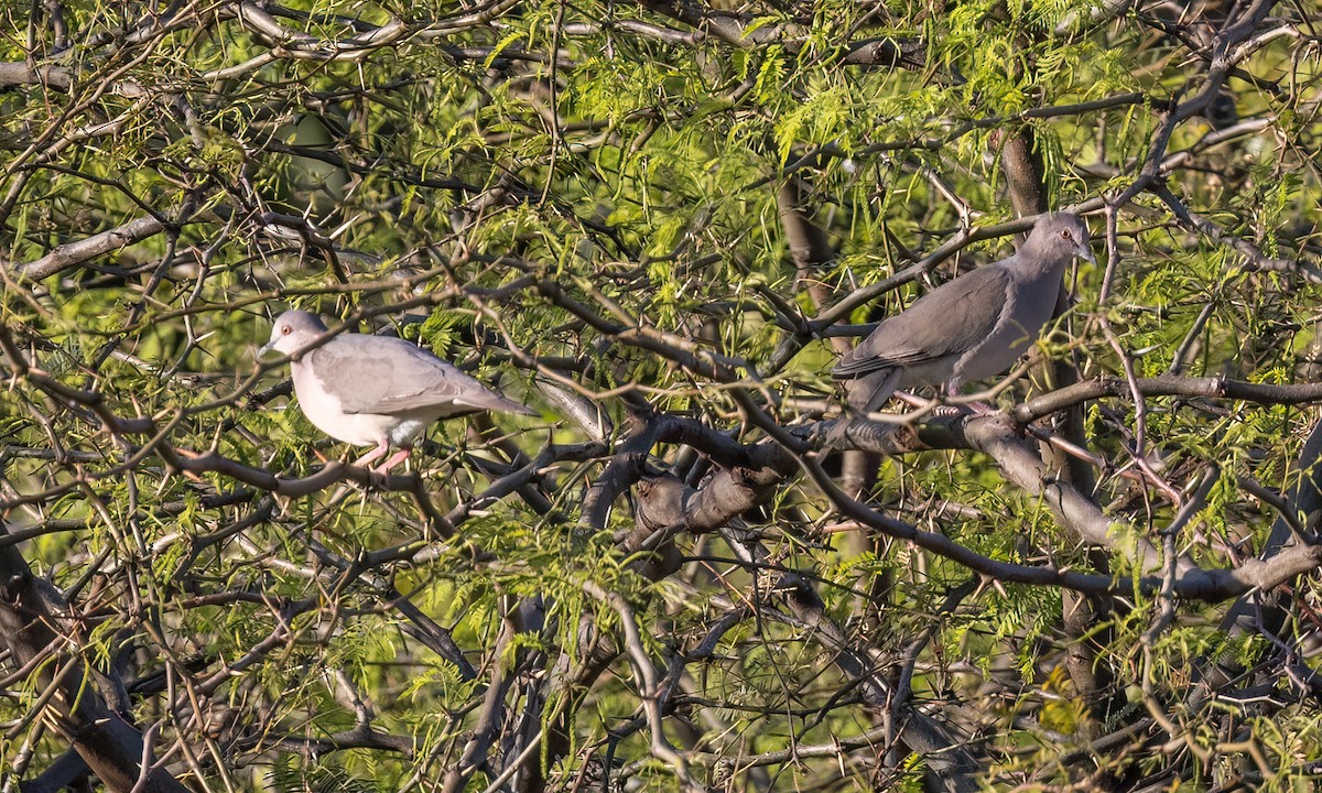 White-tipped Dove - ML651443994