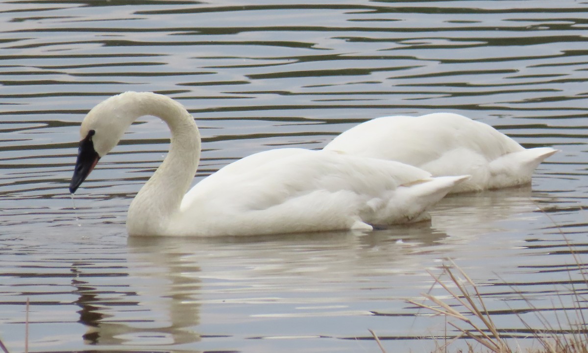 Tundra Swan - ML651444185