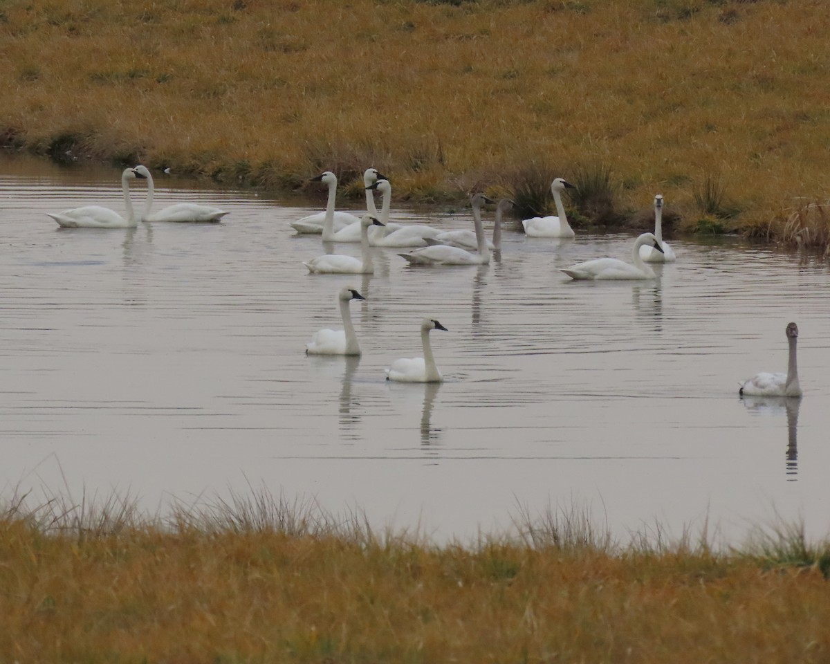 Tundra Swan - ML651444186
