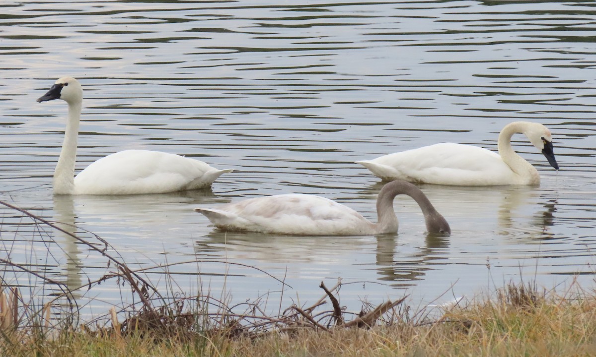 Tundra Swan - ML651444188