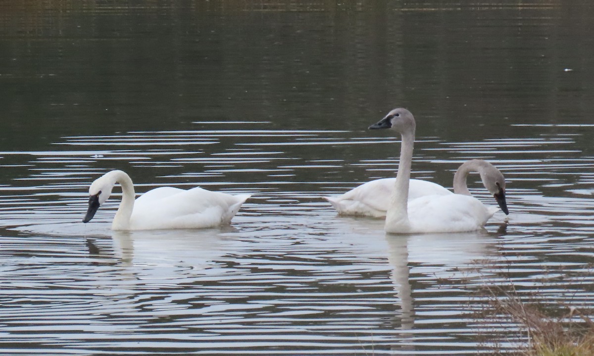 Tundra Swan - ML651444190