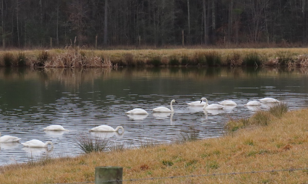Tundra Swan - ML651444194