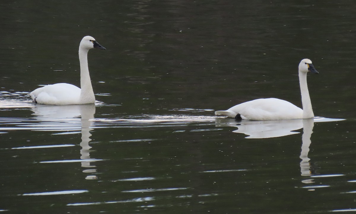Лебідь чорнодзьобий - ML651444196