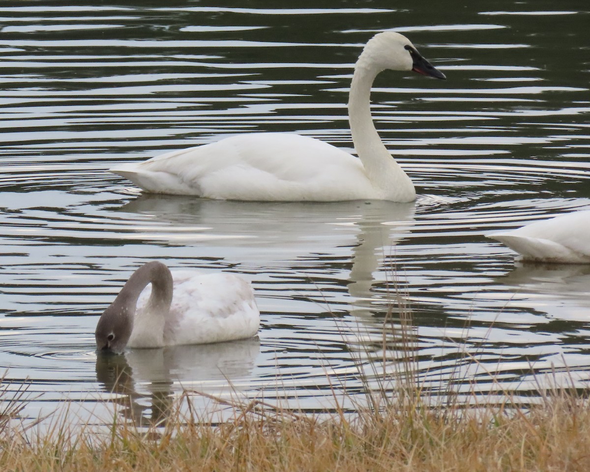 Лебідь чорнодзьобий - ML651444197