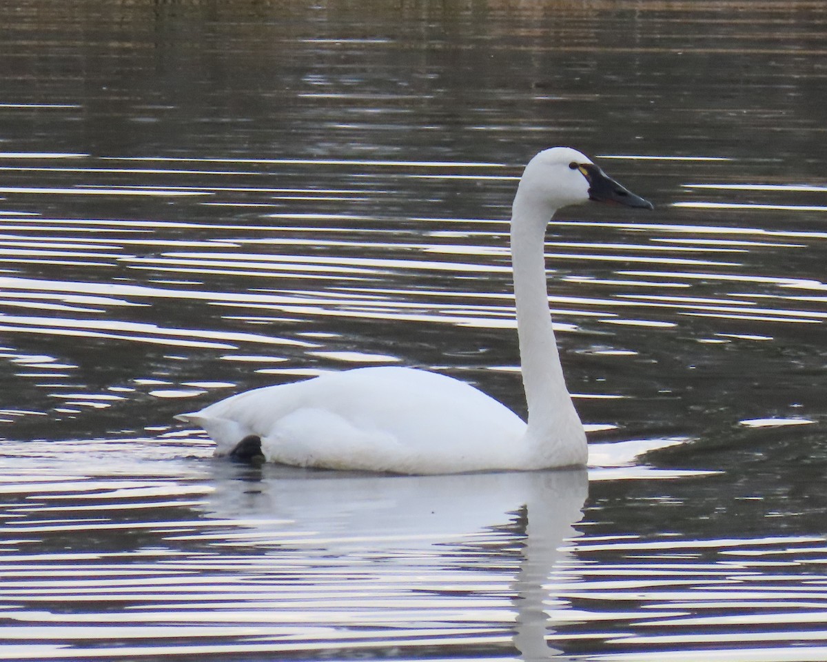 Лебідь чорнодзьобий - ML651444199