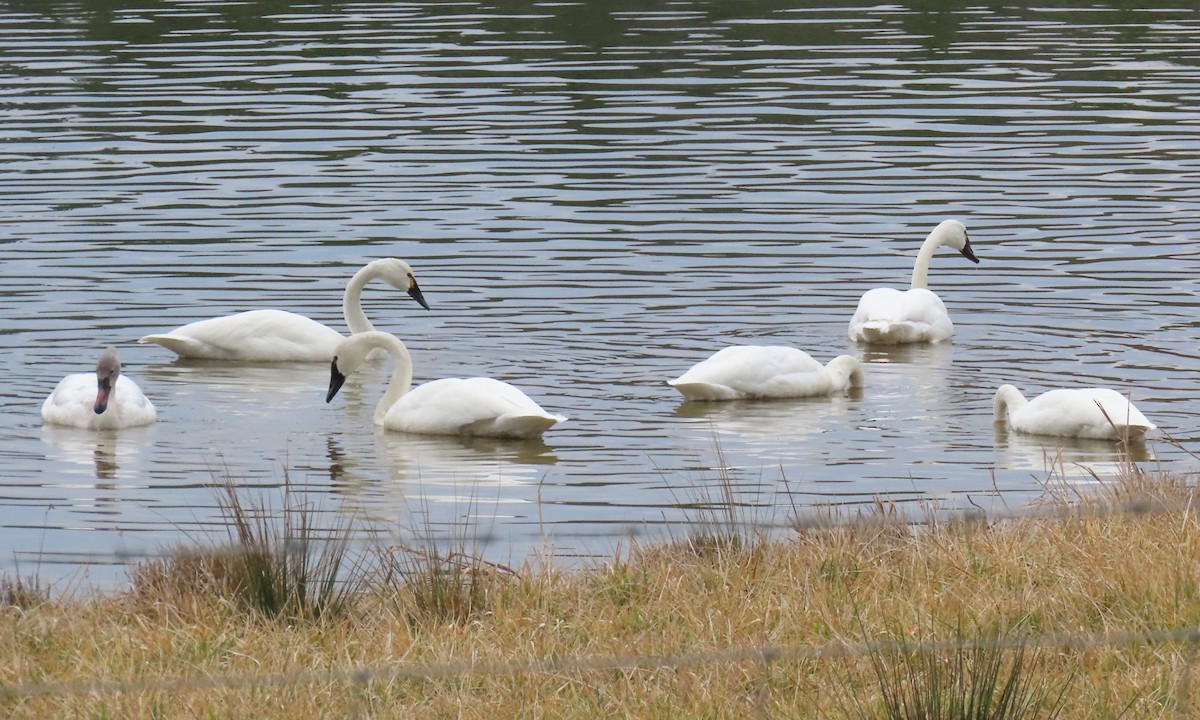 Лебідь чорнодзьобий - ML651444200