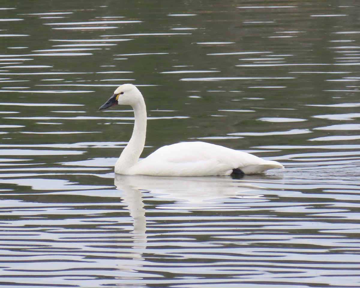Лебідь чорнодзьобий - ML651444958