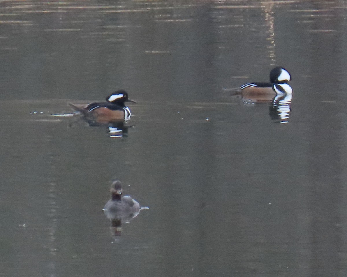 Крех жовтоокий - ML651445114