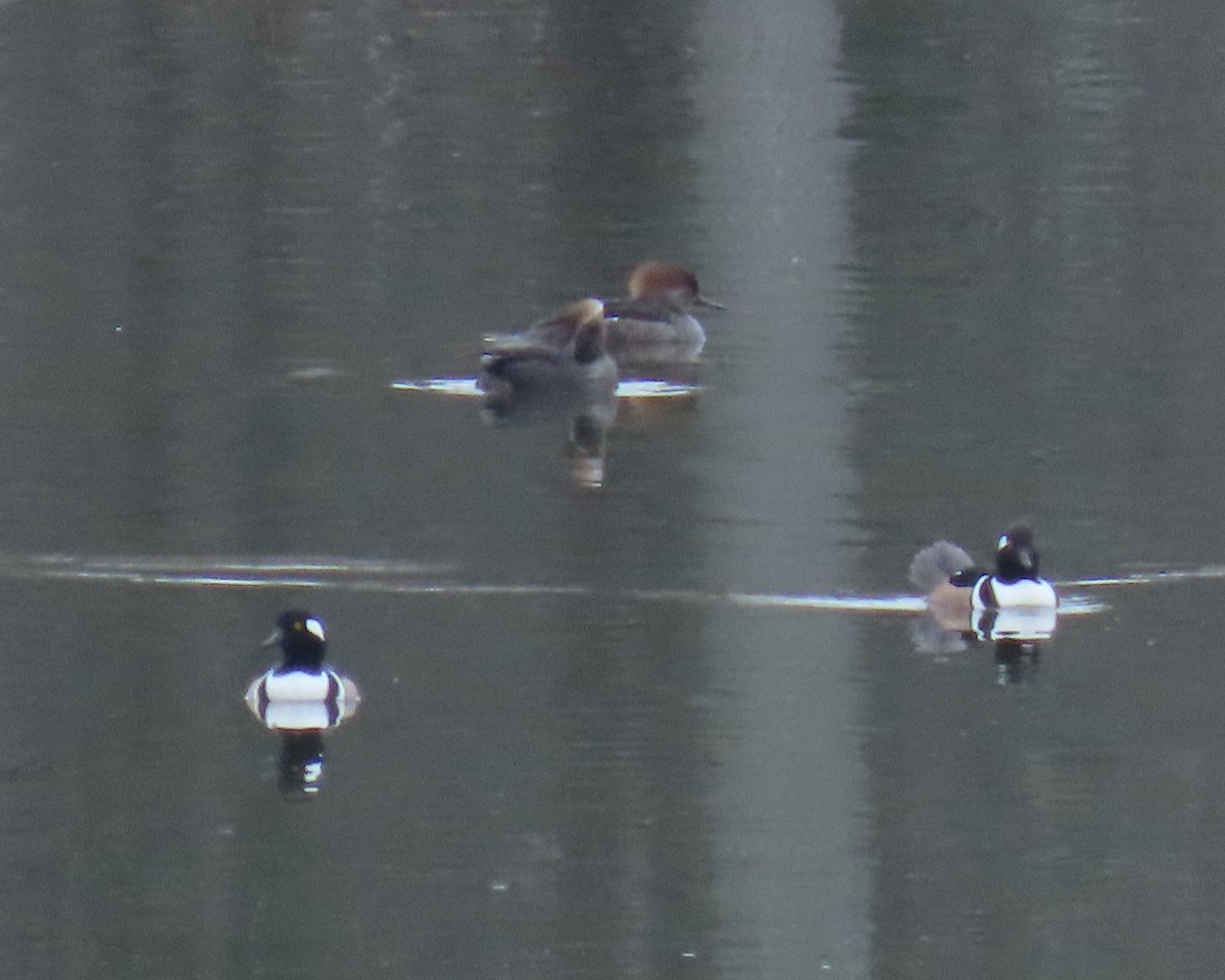 Крех жовтоокий - ML651445115