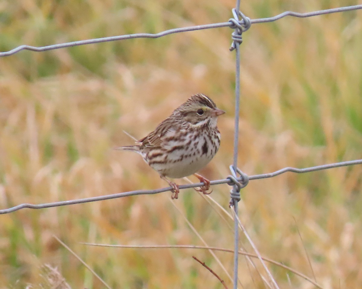 Пасовник савановий - ML651445142