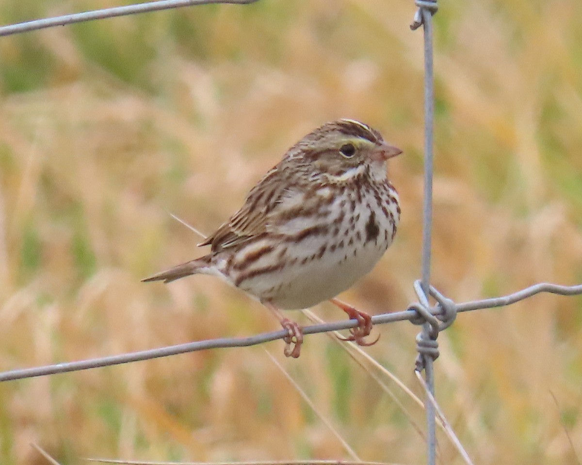 Пасовник савановий - ML651445143