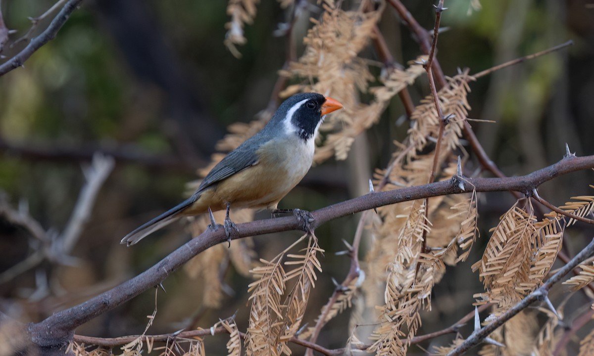 Golden-billed Saltator - ML651445381