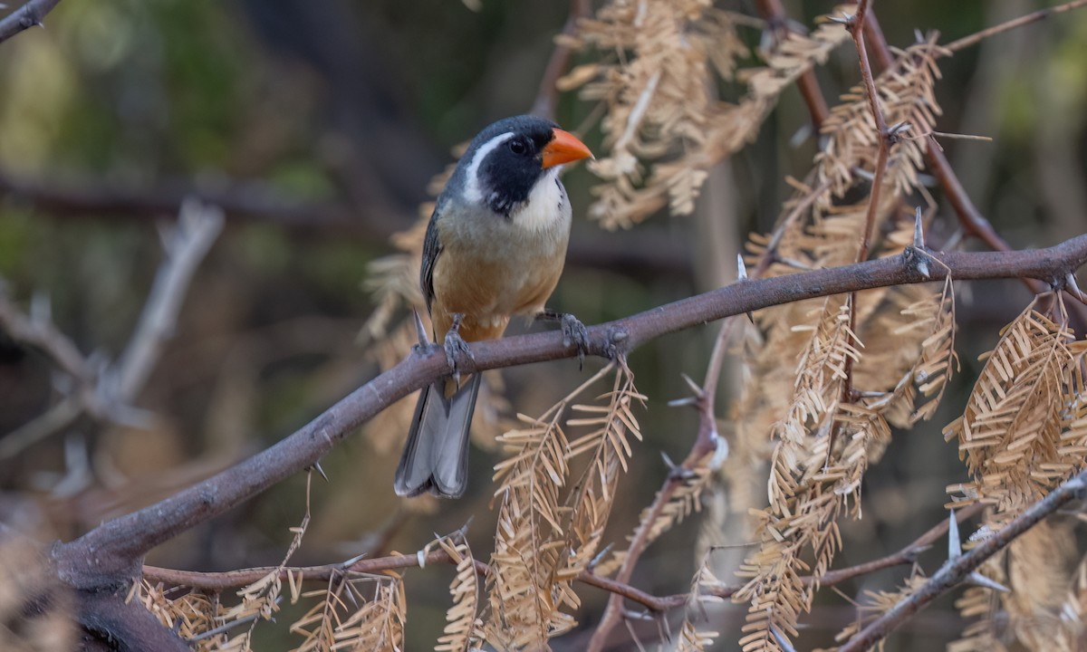 Golden-billed Saltator - ML651445382