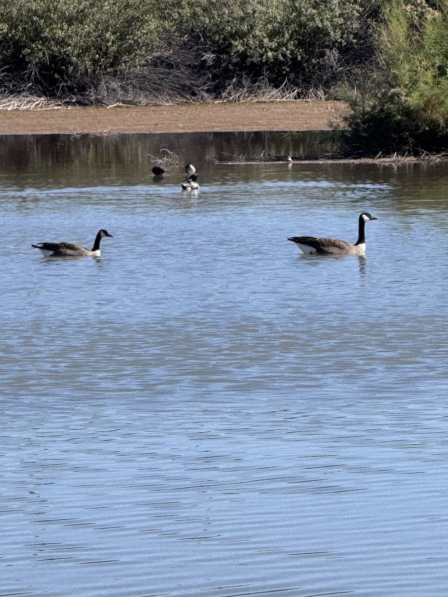 eBird Checklist - 21 Feb 2026 - Riparian Preserve at Gilbert Water ...