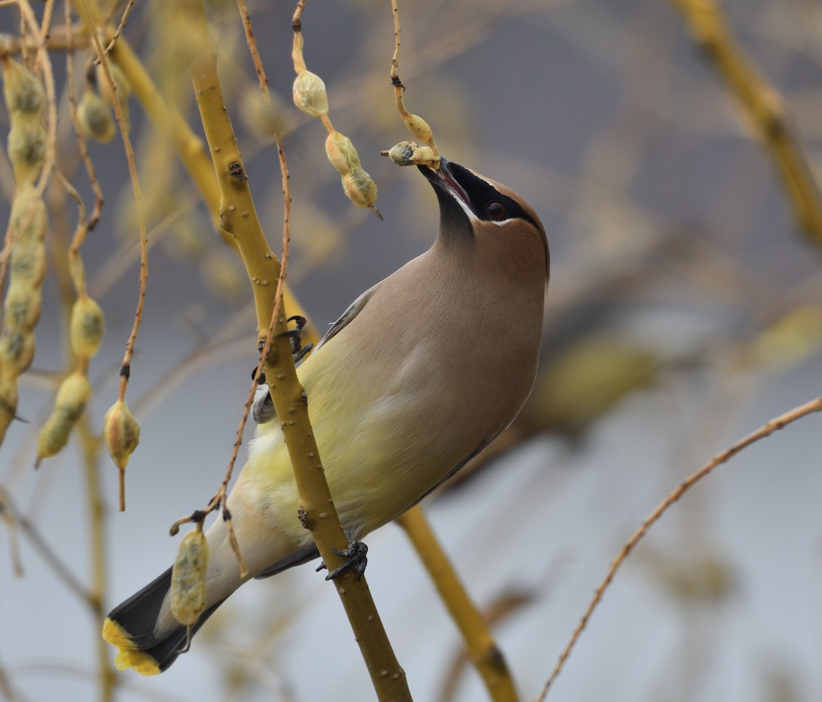 ヒメレンジャク - ML651446095