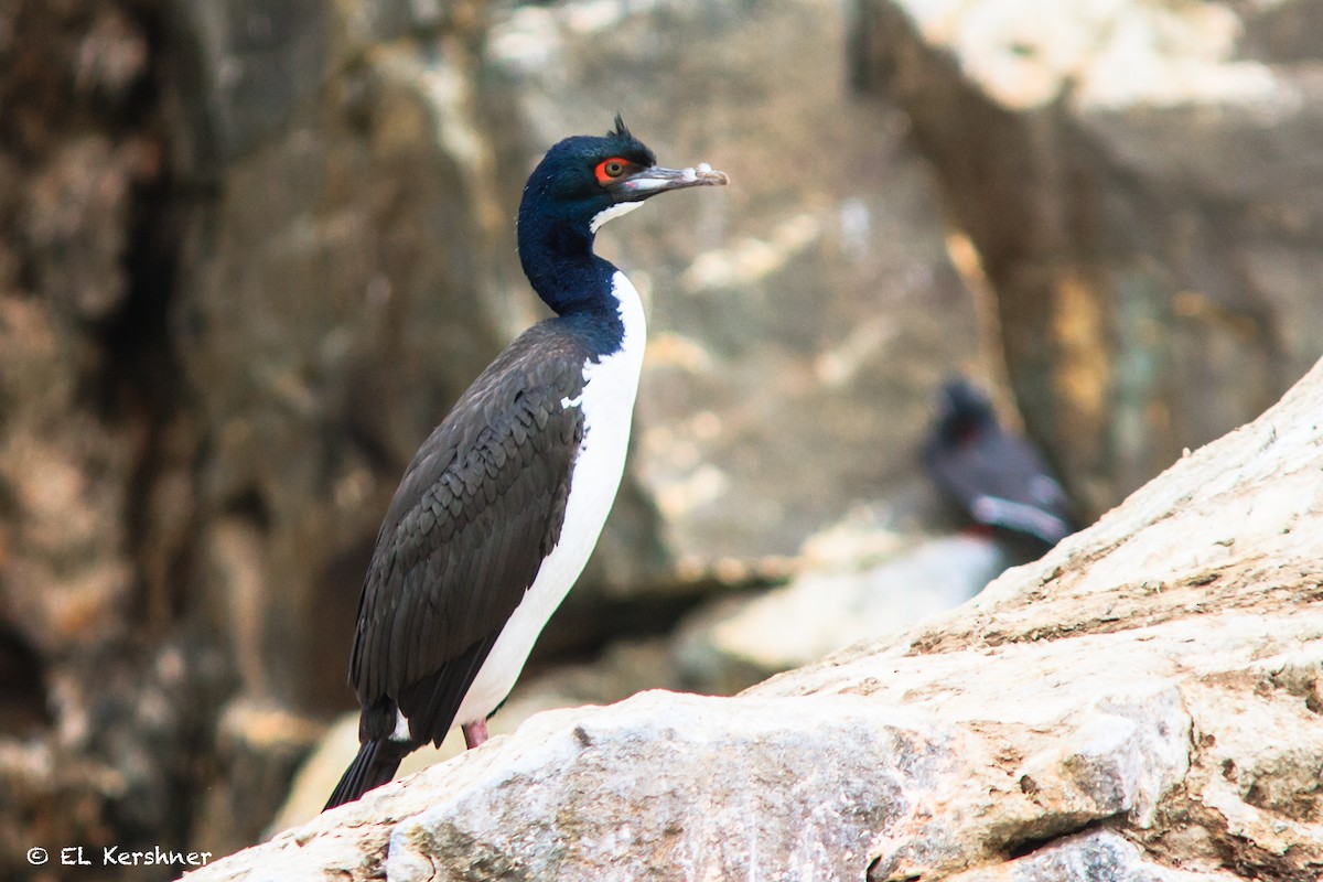 Guanay Cormorant - Eric Kershner
