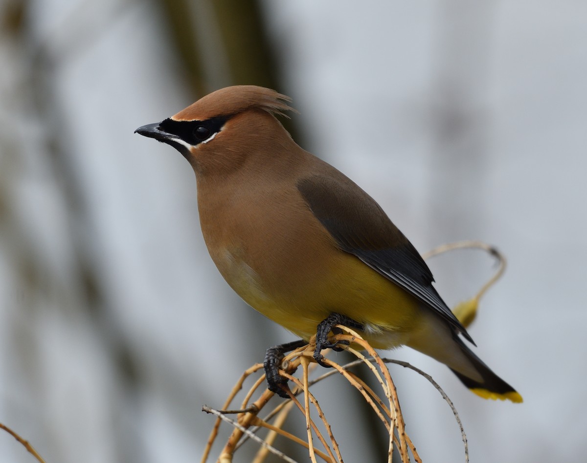 ヒメレンジャク - ML651446141