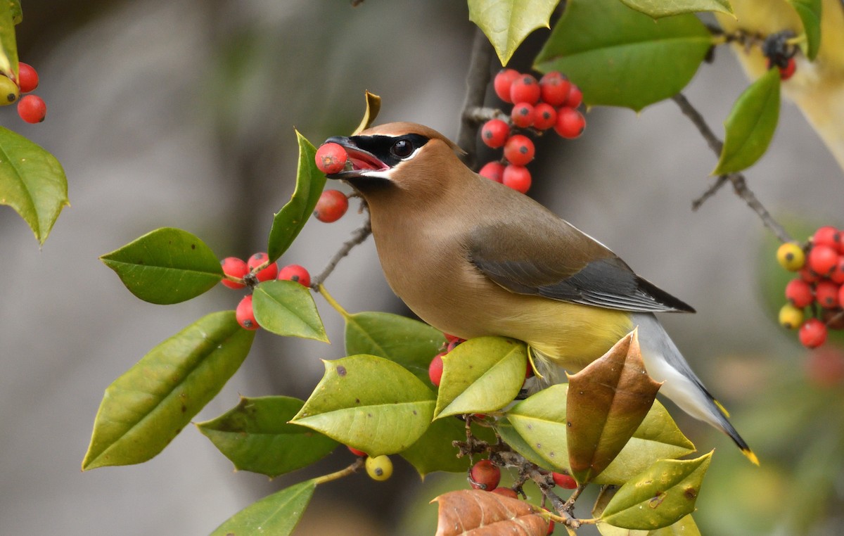 ヒメレンジャク - ML651446156