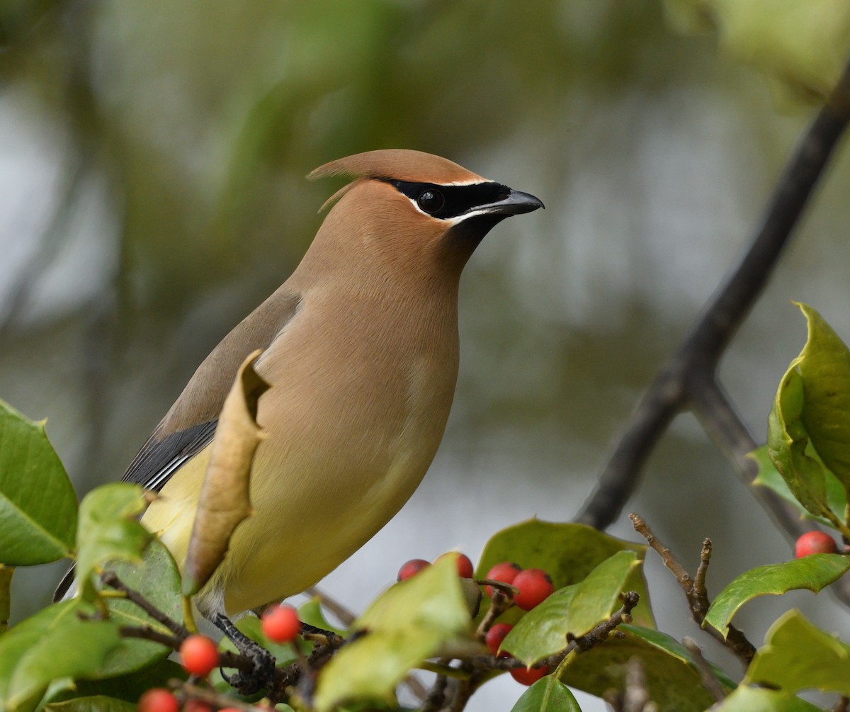 ヒメレンジャク - ML651446165