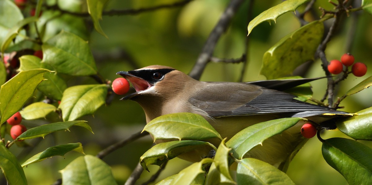 ヒメレンジャク - ML651446182