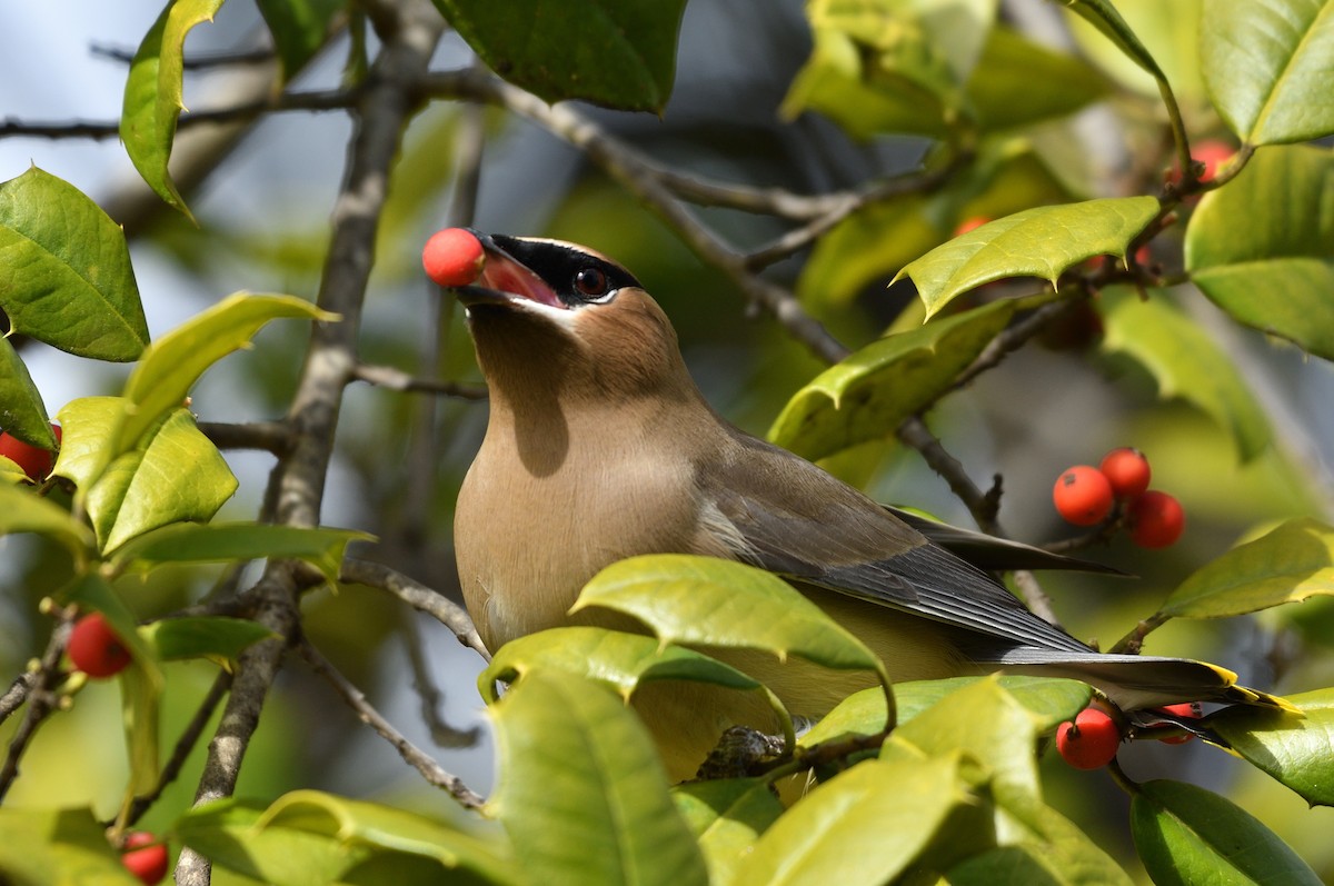 ヒメレンジャク - ML651446219